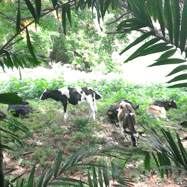 Cows at Fresh Milk